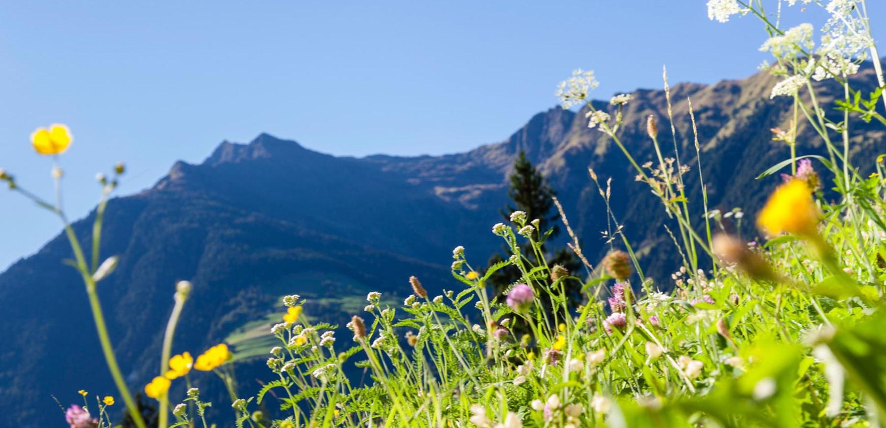 Wandern im Frühling