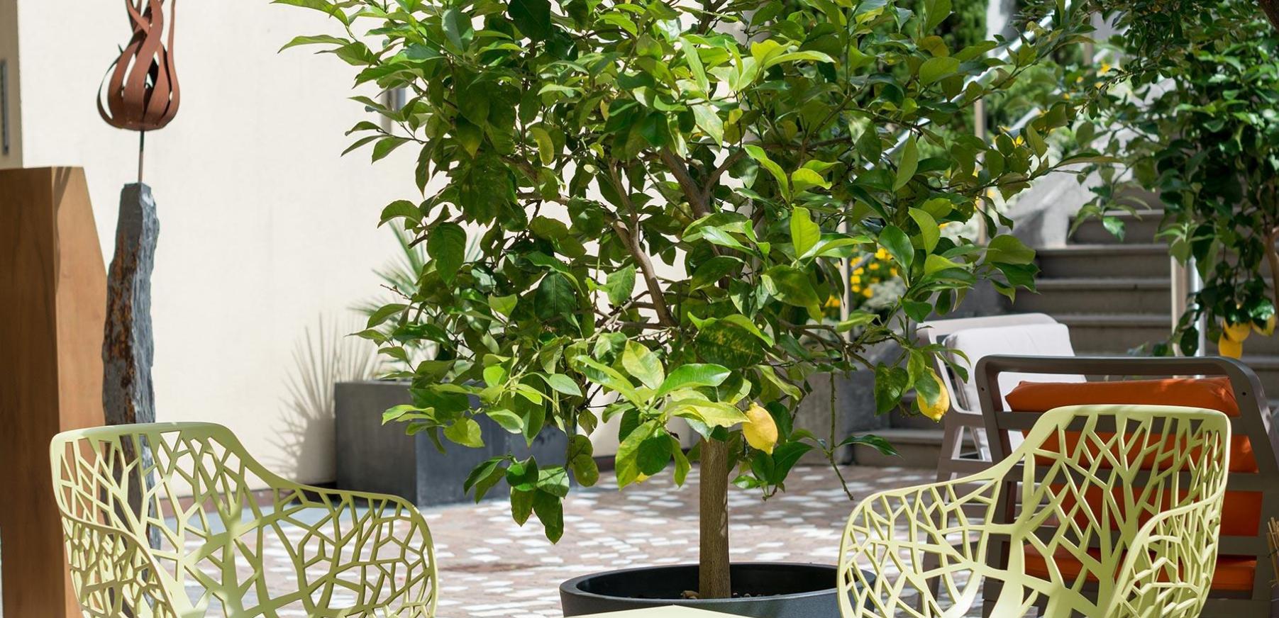 Lemon Tree