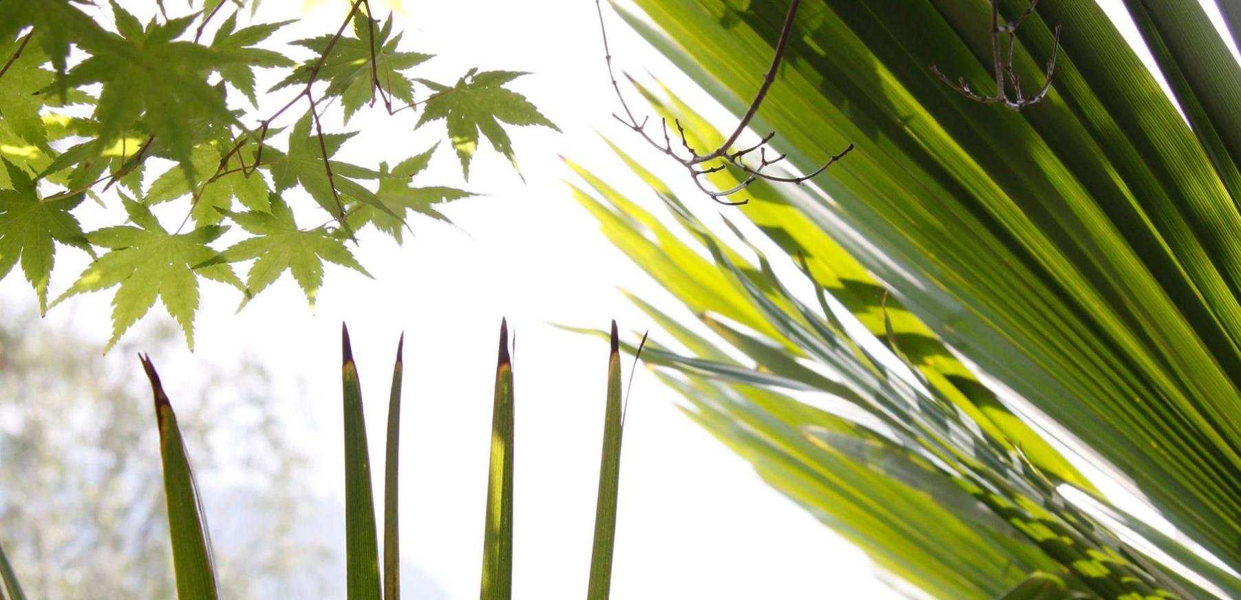 Plants