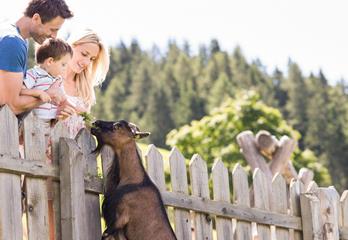 At the Petting Zoo